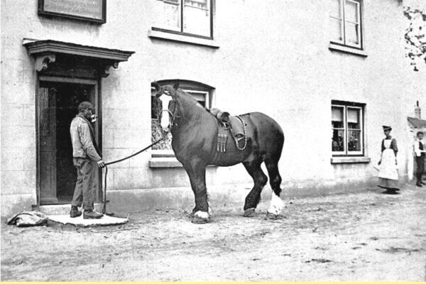WESTBOURNE HISTORY PHOTO, Good Intent Pub, Shire horse